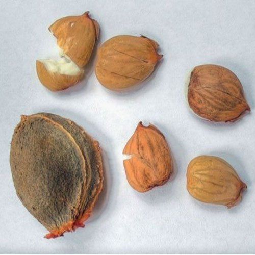 Yellow Brown Color Dried Apricot Seeds With 6 Months Shelf Life And Antioxidants Properties