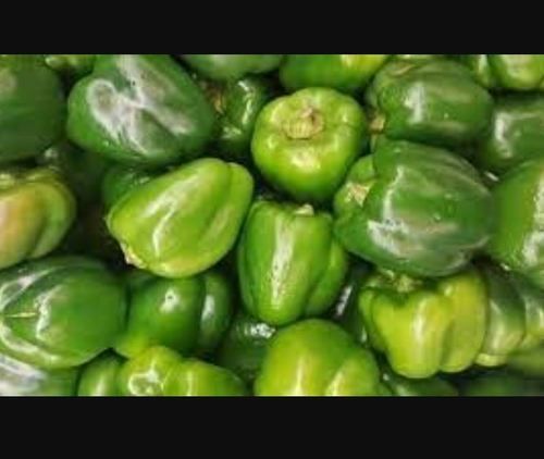 100% Fresh And Organic Green Capsicum Rich Source Of Nutrients