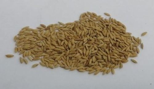 100% Fresh And Organic Paddy Medium Grain Rice High In Protein  Broken (%): 5%