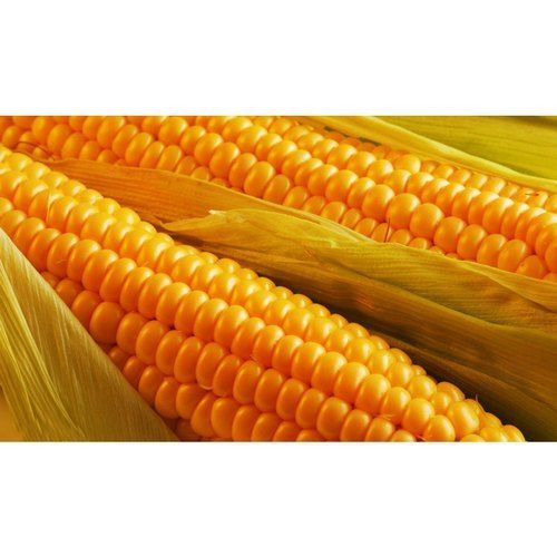 100% Vitamins And Fiber Enriched Natural Healthy Antioxidants Yellow Maize Corn
