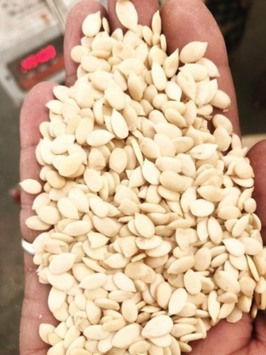 कृषि उपयोग के लिए सामान्य सफेद प्राकृतिक और जैविक तरबूज के बीज 1 किलो का पैक