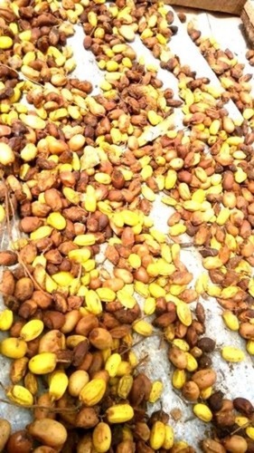 पीला भूरा 99.95 प्रतिशत प्राकृतिक और जैविक शुद्ध सूखे नीम के बीज कृषि उपयोग के लिए 1 किलो का पैक