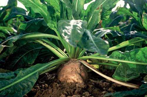 Chicory Roots For Food Usage