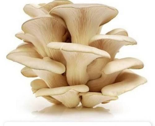 Natural Fresh Oyster Mushroom Without Artificial Flavour For Cooking And Oil Extraction