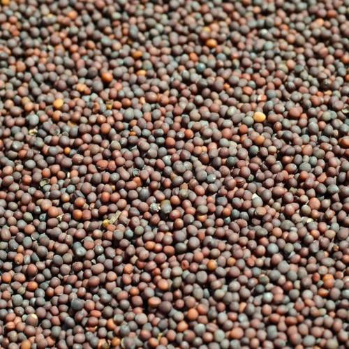 Premium Grade Easy To Digest Brown Mustard Seed For Domestic Purpose Ash %: 6.5%