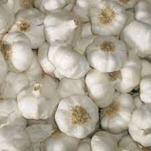 100 Percent Healthy Natural Fresh White Garlic Rich In Vitamins Protein And Iron Moisture (%): 20