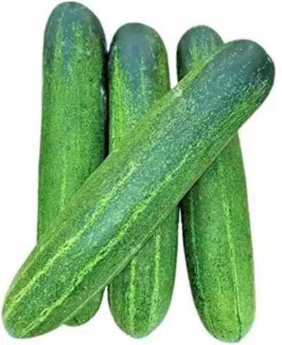 100 Percent Fresh And Organic Hand Picked Green Colour Juicy Cucumber Good For Digestion