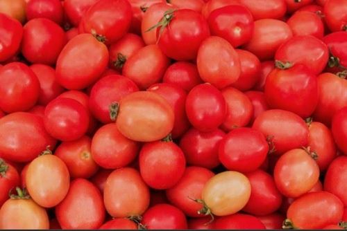100 Percent Natural Pure And Organic Fresh Red Colour Juicy Healthy Tomato