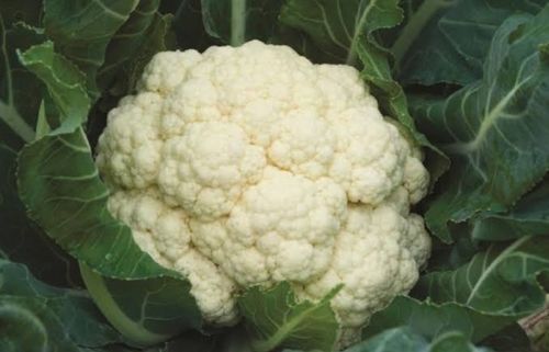 100 Percent Organic Fresh And Natural Healthy Taste Cauliflower Rich In Vitamins