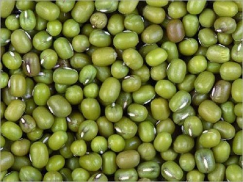 Whole 100 Percent Fresh And Pure Premium Class Green Gram Seed Common Moong Beans