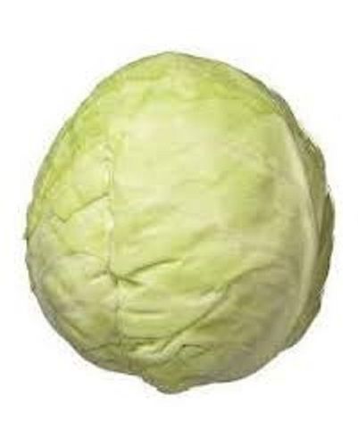 Good Source Of Vitamins High Nutrient Fresh And Healthy Green Cabbage 