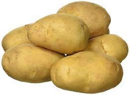 Healthy And Nutritious Good Source Of Potassium Vitamins Round Fresh Potato