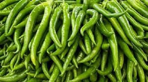 Natural Healthy Enriched In Iron Vitamins And Potassium Fresh Green Chillies
