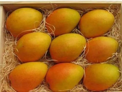 Sweet Delicious Rich Natural Taste Healthy Yellow Colour Organic Fresh Mango