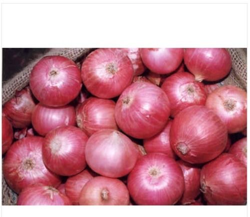 100 Percent Fresh Indian Origin And A Grade Maharashtra Fresh Onion With 1 Month Shelf Life