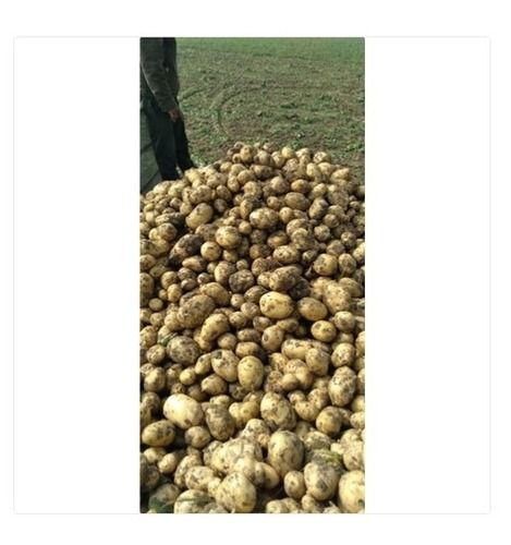 100% Organic And Fresh Brown Potato With High Nutritious Values