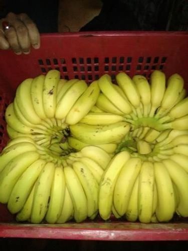 Open Air Best Quality In Packing Plastic Basket And Cover Raiping Banana -Xen-Snehal