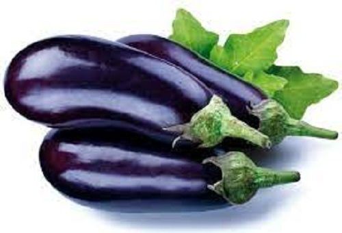 100 Percent Healthy Fresh And Natural Purple Brinjal, Good Source Of Vitamins