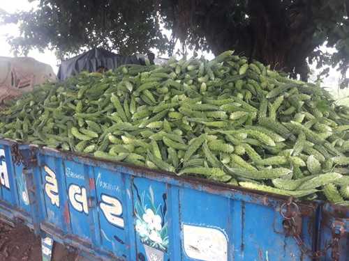 Fresh Natural And Healthy Green Bitter Gourd, Good Sources Of Vitamins Shelf Life: 5-6 Days