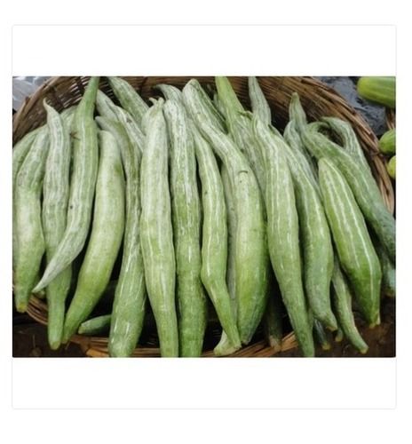 Organic And Fresh Green Snake Gourd With High Nutritious Values