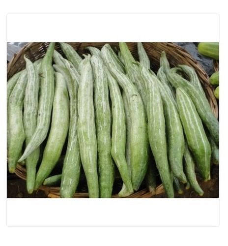 Organic And Fresh Green Snake Gourd With High Nutritious Values Moisture (%): 2%