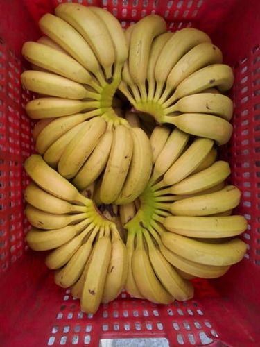 Thick Higher Quality Natural Organic Fruit Yellow Banana -Xen-Snehal