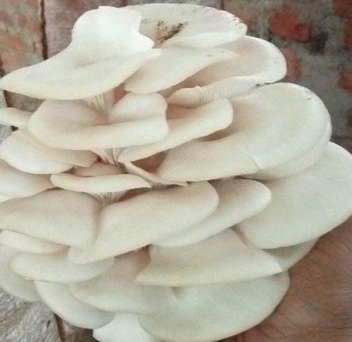 100% Natural High Fiber Rich Protein Antioxidants Fresh White Oyster Mushroom