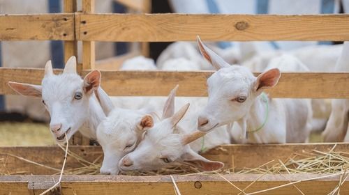 Goat Farm Application: Electrical Industry