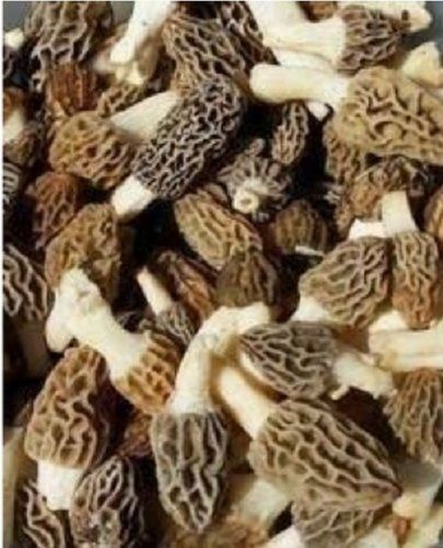 High Fibers Rich Proteins And Antioxidants Fresh Natural Dried Delicious Mushroom