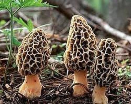 Brown High Source Of Dietary Fibers Natural And Fresh Delicious Tasty Morels Mushroom