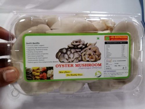 Natural High Protein Rich Antioxidants And Dietary Fibers Fresh Oyster Mushrooms