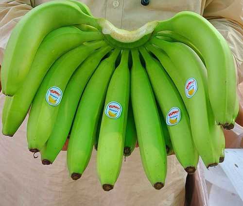 Enhance Nutrient And Gut Friendly Healthy Fresh Natural Green Banana 