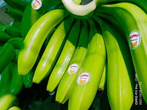 Good Source Of Fiber And Potassium Healthy Highly Nutrients Green Banana