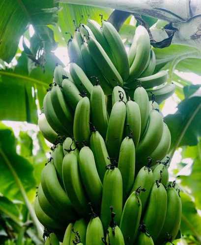 High Vitamins And Mineral Rich In Potassium Low Sugar Content Green Banana