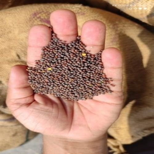 1 Kg Dried Food Grade Common Cultivated Round 12 Month Shelf Life Black Mustard Seeds