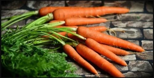 100% Natural And Farm Fresh Organic Carrot With Cholesterol Lowering Properties