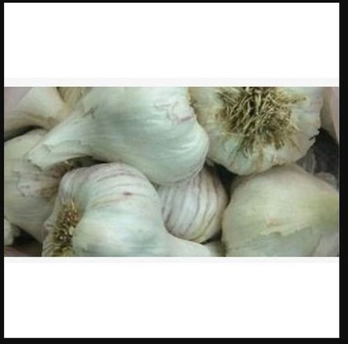 100% Natural Farm Fresh Organic White Garlic With Antioxidants Properties
