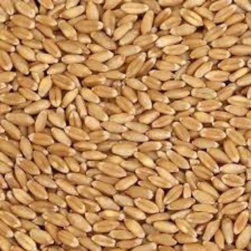 100 Percent Pure Natural And Premium Quality Organic Wheat, High In Protein Purity: 100%