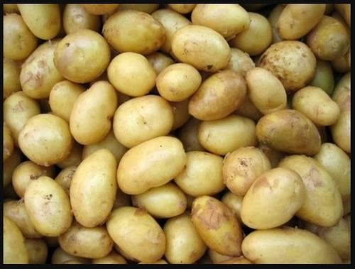 Export Quality 100% Natural And Organic Farm Fresh Potato For Vegetables And Chips