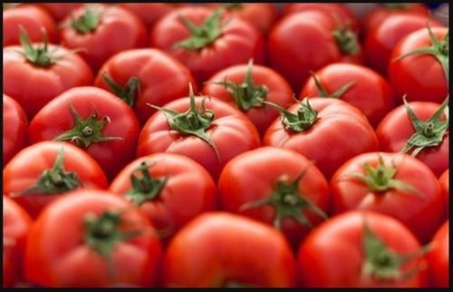 Wholesale Price 100% Pure Organic Farm Fresh Tomato For Vegetables And Salad
