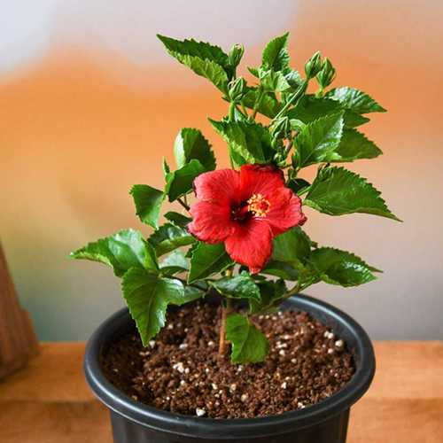 Hibiscus Gudhal Live Flower Plant With Pot For Air Purification