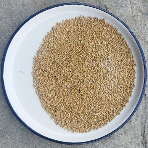 PBW-373 Certified Organic Golden Brown Sun Dried Wheat Seeds