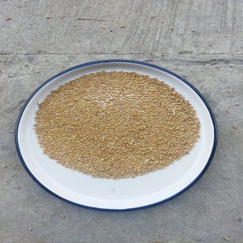 Pbw-502 Certified Hard Sunlight Dried Golden Wheat Seeds Foreign Particle (%): 2%