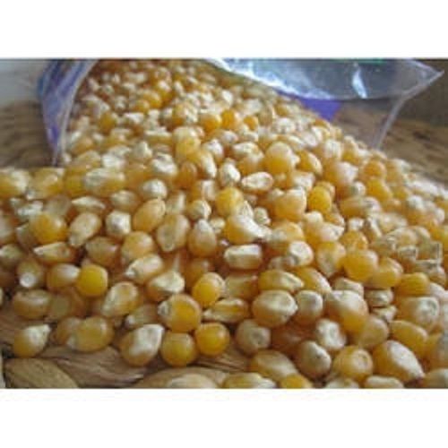 100 Percent Hygienically Cultivated Corn Seeds With High Protein And Good Source Of Fiber