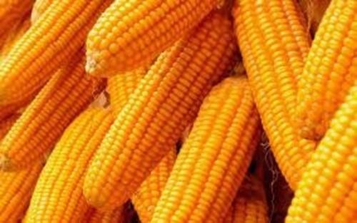 Crunchy Texture Fresh Yellow Color Maize Grain For Cooking