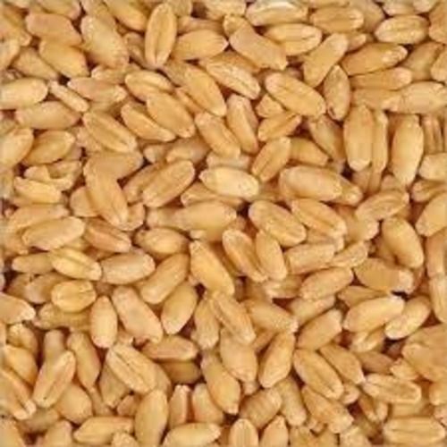 Fresh And Natural Premium Quality Golden Wheat Grain For Cooking