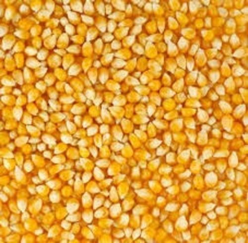 Fresh And Organic Yellow Maize Seeds High In Protein For Cooking