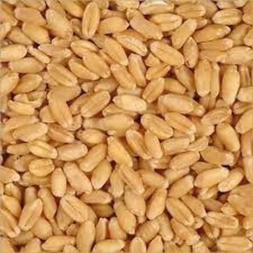 Fresh And Pure Organic Brown Wheat Grain For Cooking