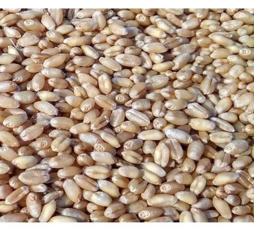 Good Source Of Fiber Cultivated Pure Wheat Grains Seeds With High Protein