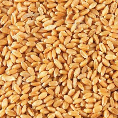 Healthy And Natural Taste Organic Wheat Seeds In Golden Brown Color
